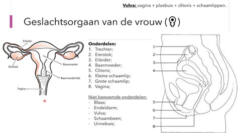 De vagina: alles over het vrouwelijke geslachtsorgaan。